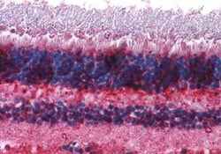 mGluR7 Antibody - BSA Free, Novus Biologicals 0.05 mL, Unconjugated:Antibodies,