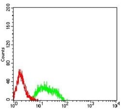 mGluR8 Antibody (4C1C1) - BSA Free, Novus Biologicals:Antibodies:Primary