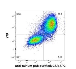 mPlum Antibody - BSA Free, Novus Biologicals 0.1 mg; Unconjugated:Antibodies,