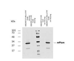 mPlum Antibody - BSA Free, Novus Biologicals 0.1 mg; Unconjugated:Antibodies,