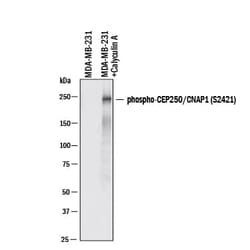 Human Phospho-CEP250/CNAP1 (S2421) Antibody, R D Systems:Antibodies:Primary