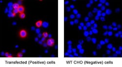 Influenza A Virus H1N1 Hemagglutinin Antibody, R D Systems:Antibodies:Primary