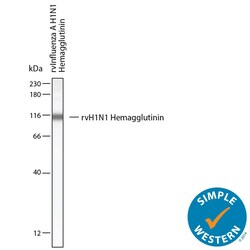 Influenza A Virus H1N1 Hemagglutinin Antibody, R D Systems:Antibodies:Primary