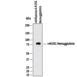 Influenza A Virus H1N1 Hemagglutinin Antibody, R D Systems:Antibodies:Primary