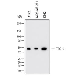 Human TSG101 Antibody, R D Systems:Antibodies:Primary Antibodies