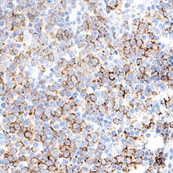 Human CD45RA Antibody, R D Systems:Antibodies:Primary Antibodies
