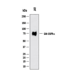 Human GM-CSF R alpha Antibody, R D Systems:Antibodies:Primary Antibodies