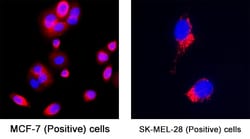 Human Isocitrate Dehydrogenase 2/IDH2 Antibody, R D Systems:Antibodies:Primary
