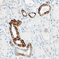 Human Isocitrate Dehydrogenase 2/IDH2 Antibody, R D Systems:Antibodies:Primary