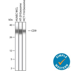Human CD9 Antibody, R D Systems:Antibodies:Primary Antibodies