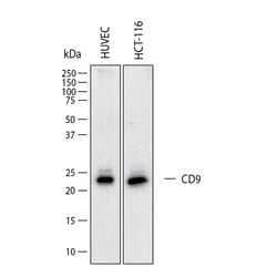 Human CD9 Antibody, R D Systems:Antibodies:Primary Antibodies