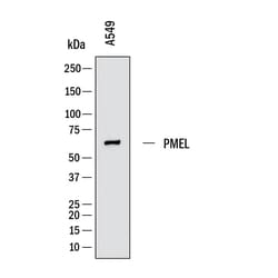 Human PMEL Antibody, Novus Biologicals 100 &mu;g; Unconjugated:Antikörper