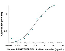 Human RANK/TNFRSF11A (Research Grade Denosumab Biosimilar) Antibody, Novus