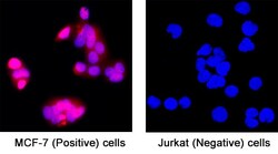 Novus Biologicals Human RBX1 Antibody, Novus Biologicals:Antibodies:Primary