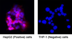 Novus Biologicals Human Activin C Antibody, Novus Biologicals:Antibodies:Primary
