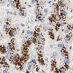 Novus Biologicals Human Activin C Antibody, Novus Biologicals:Antibodies:Primary