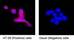 Novus Biologicals Human CD155/PVR Antibody, Novus Biologicals 100 &mu;g,