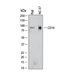 Novus Biologicals Human CD19 Antibody, Novus Biologicals 100 &mu;g, Unconjugated:Antibodies,