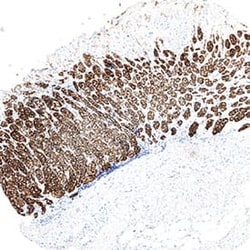 Novus Biologicals Human Carbonic Anhydrase IX/CA9 Antibody, Novus Biologicals