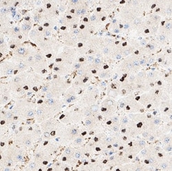 Human Histone H2AX Antibody, Novus Biologicals 100 &mu;g; Unconjugated:Antibodies,