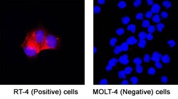 Human Osteoactivin/GPNMB Antibody, Novus Biologicals 25 &mu;g; Unconjugated:Anticorps,