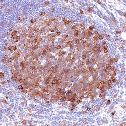 Human HLA-E Antibody, Novus Biologicals 100 &mu;g; Unconjugated:Antibodies,