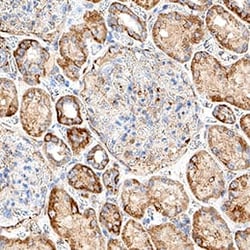 Human PIEZO1 Antibody, Novus Biologicals 100 &mu;g; Unconjugated:Anticorps,