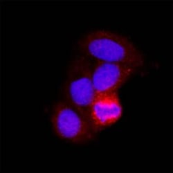 Human SDHA Antibody, Novus Biologicals 100 &mu;g; Unconjugated:Antibodies,