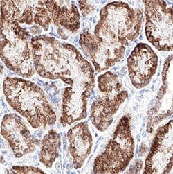 Human SDHA Antibody, Novus Biologicals 100 &mu;g; Unconjugated:Antibodies,