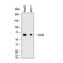 Human SDHA Antibody, Novus Biologicals 100 &mu;g; Unconjugated:Antibodies,