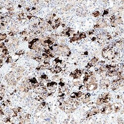 Human Prolactin Antibody, Novus Biologicals:Antibodies:Primary Antibodies