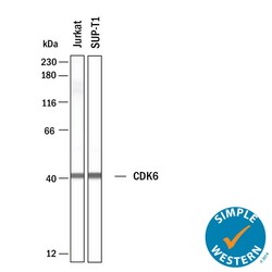 Human Cdk6 Antibody, Novus Biologicals 100 &mu;g; Unconjugated:Antibodies,