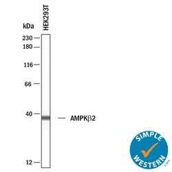 Human AMPK 2 Antibody, Novus Biologicals:Antibodies:Primary Antibodies
