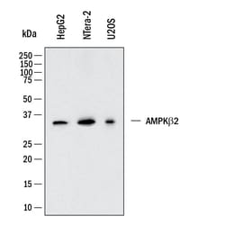 Human AMPK 2 Antibody, Novus Biologicals:Antibodies:Primary Antibodies
