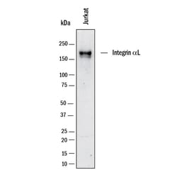 Human Integrin alpha L/CD11a Antibody, R D Systems:Antibodies:Primary Antibodies