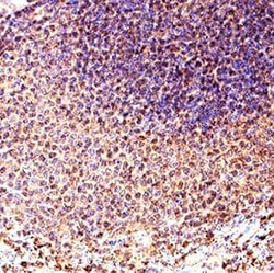 Human LEF1 Antibody, R D Systems 25 &mu;g; Unconjugated:Antibodies, Monoclonal