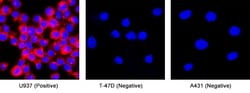 Human AICL/CLEC-2B Antibody, R D Systems 100 &mu;g; Unconjugated:Antibodies,