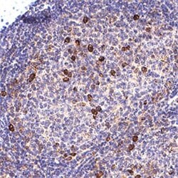Human AICL/CLEC-2B Antibody, R D Systems 100 &mu;g; Unconjugated:Antibodies,