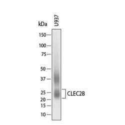 Human AICL/CLEC-2B Antibody, R D Systems 100 &mu;g; Unconjugated:Antibodies,