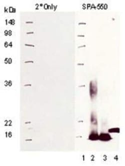 Metallothionein-1A Antibody (UC1MT), Novus Biologicals:Antibodies:Primary
