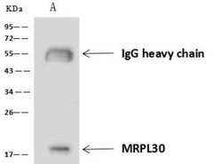 mitochondrial ribosomal protein L30 Antibody, Novus Biologicals 100 &mu;g | Buy Online | Novus Biologicals | Fisher Scientific