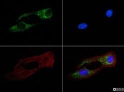 mtTFA Antibody (18G102B2E11) - Azide and BSA Free, Novus Biologicals 0.1