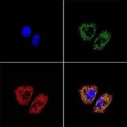 mtTFA Antibody (18G102B2E11) - Azide and BSA Free, Novus Biologicals 0.1