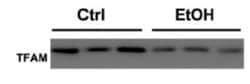 mtTFA Antibody (18G102B2E11) - Azide and BSA Free, Novus Biologicals 0.1