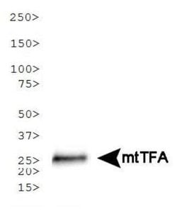 mtTFA Antibody (18G102B2E11) - Azide and BSA Free, Novus Biologicals 0.1