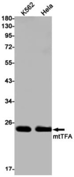 mtTFA Antibody (S08-3E2), Novus Biologicals 100 &mu;g; Unconjugated:Antibodies,