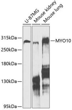 myosin X Antibody - BSA Free, Novus Biologicals 0.1 mL; Unconjugated:Antibodies,