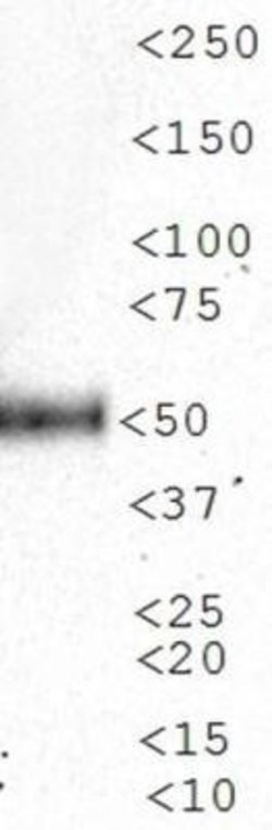 n-Myc Antibody (NMYC-1) - Azide and BSA Free, Novus Biologicals 0.1 mL;