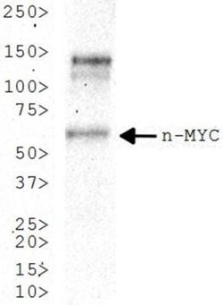 n-Myc Antibody (NMYC-1) - Azide and BSA Free, Novus Biologicals 0.1 mL;