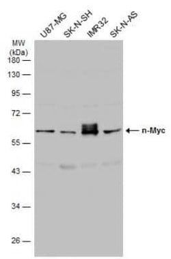 n-Myc Antibody, Novus Biologicals 100 &mu;g; Unconjugated:Antibodies, Polyclonal